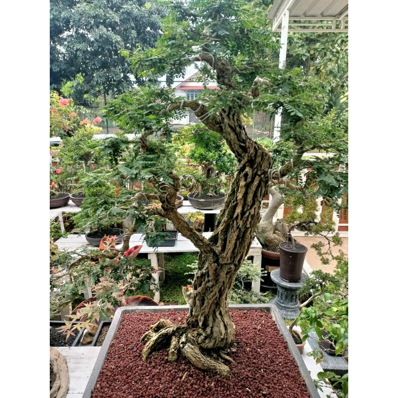 Bonsai Asem saraf