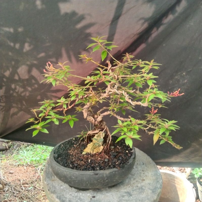bonsai pusaka