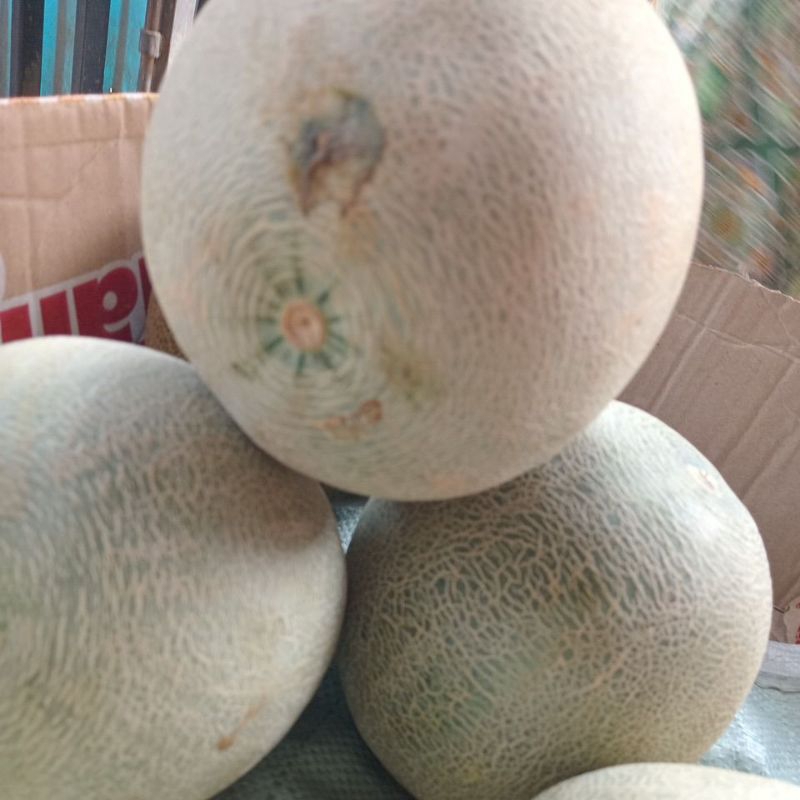 

melon putih