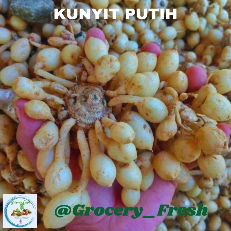 

Tunyit Putih Temu Putih Fresh Empon-Empon Segar