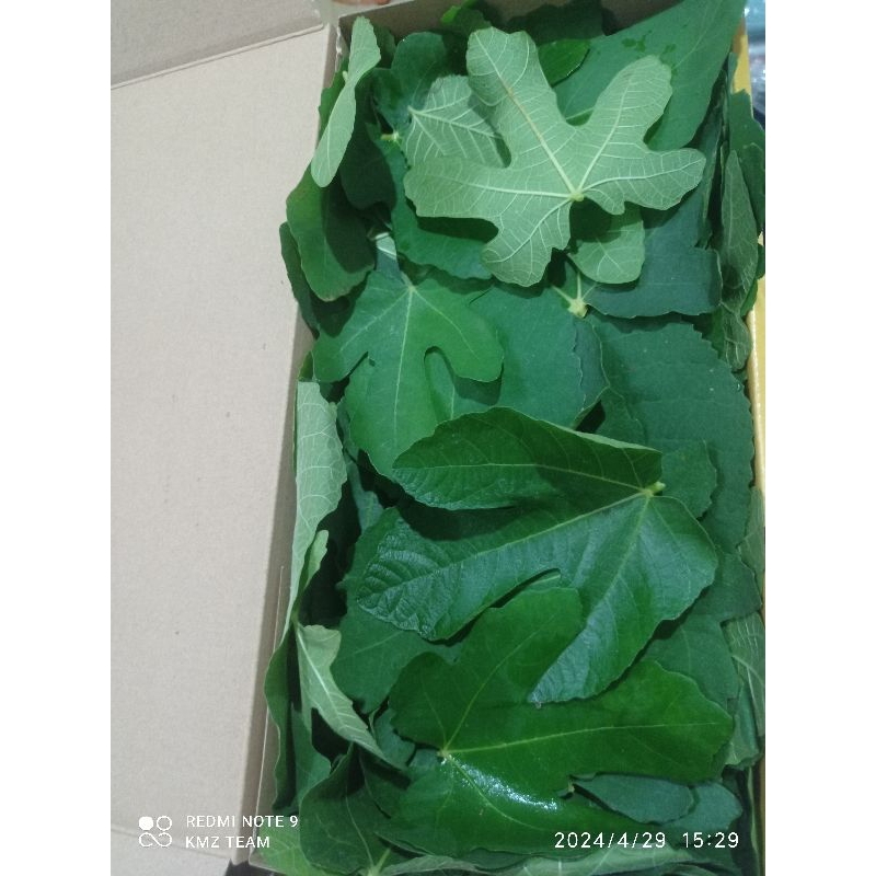 

Daun tin segar 100 gram