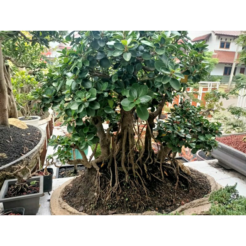 Bonsai Dolar Micro