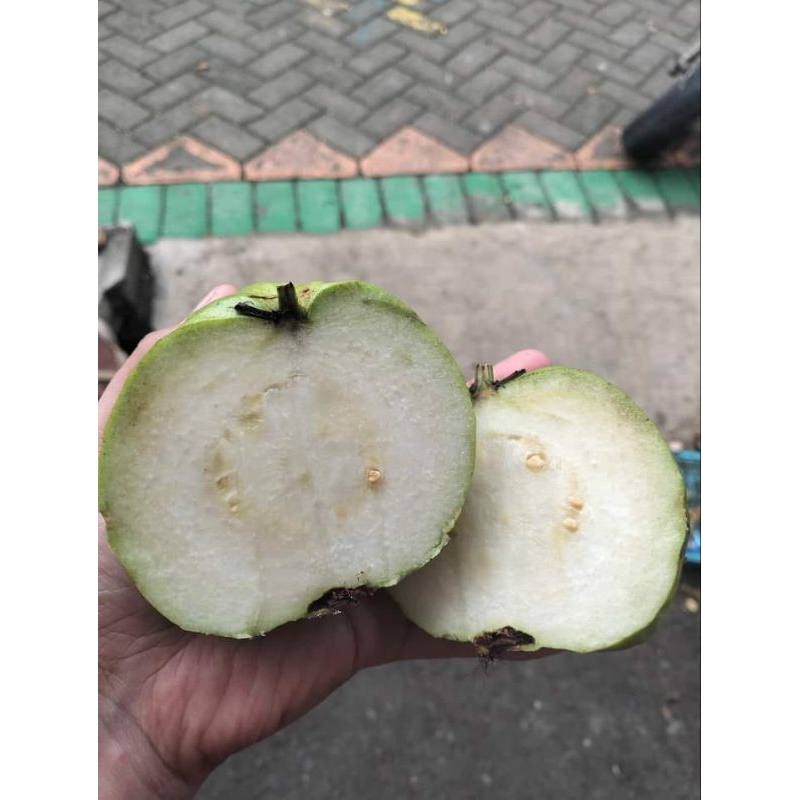 

jambu kristal