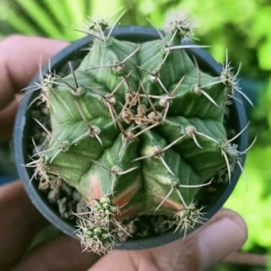 Tanaman Hias Kaktus Gymno Miha Variegata Seedling