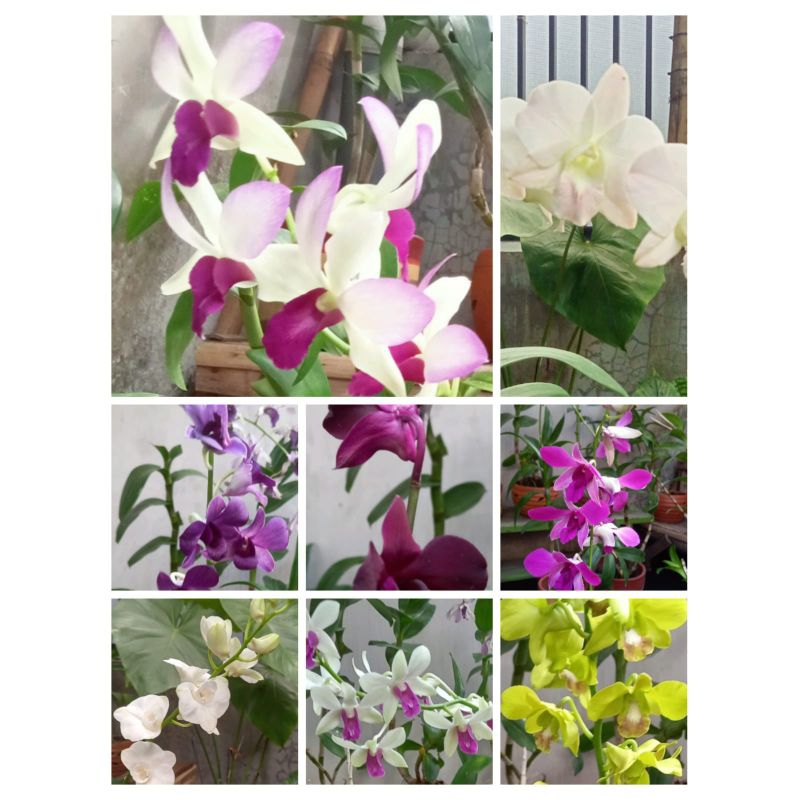 Anggrek dendrobium bulat berbunga dengan id, fukuoka,visa peach,dendro bulat ungu,black cat, dendro 