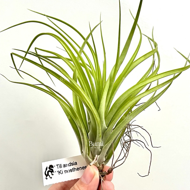 BUMI ORCHIDS Tillandsia 'Kimosthenes' (concolor x brachycaulos) - AIR PLANTS Tanaman Udara Orchids