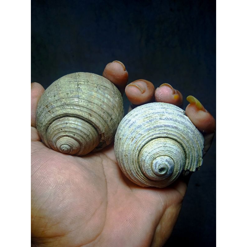 fosil keong jumbo sudah menjadi batu