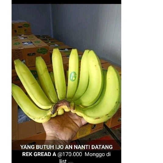 

pisang cavendis