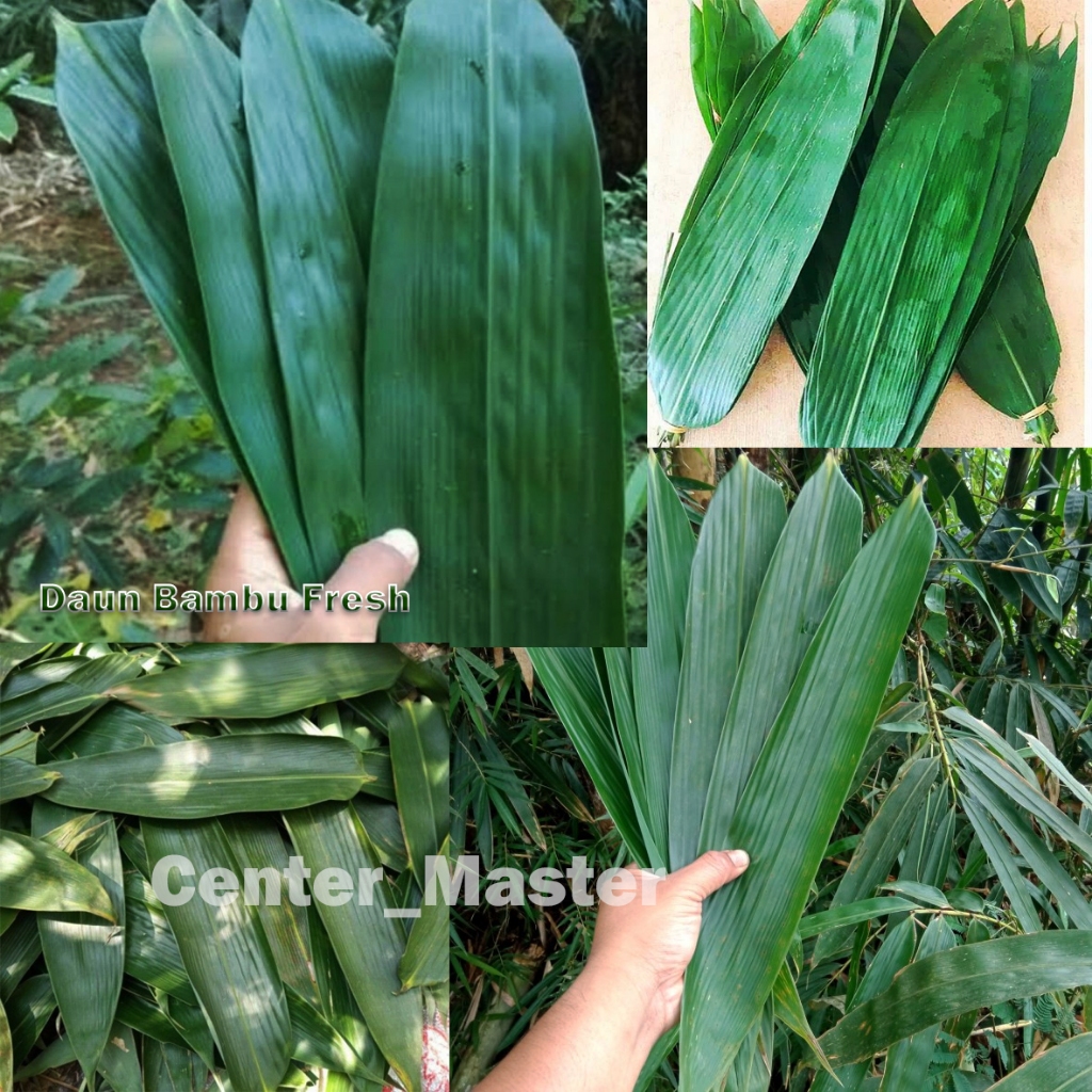 

Daun bambu jumbo - Daun Bambu Hijau Fresh - Daun Bambu Segar Dpetik sat order masuk per lembar/helai untuk bungkus bacang