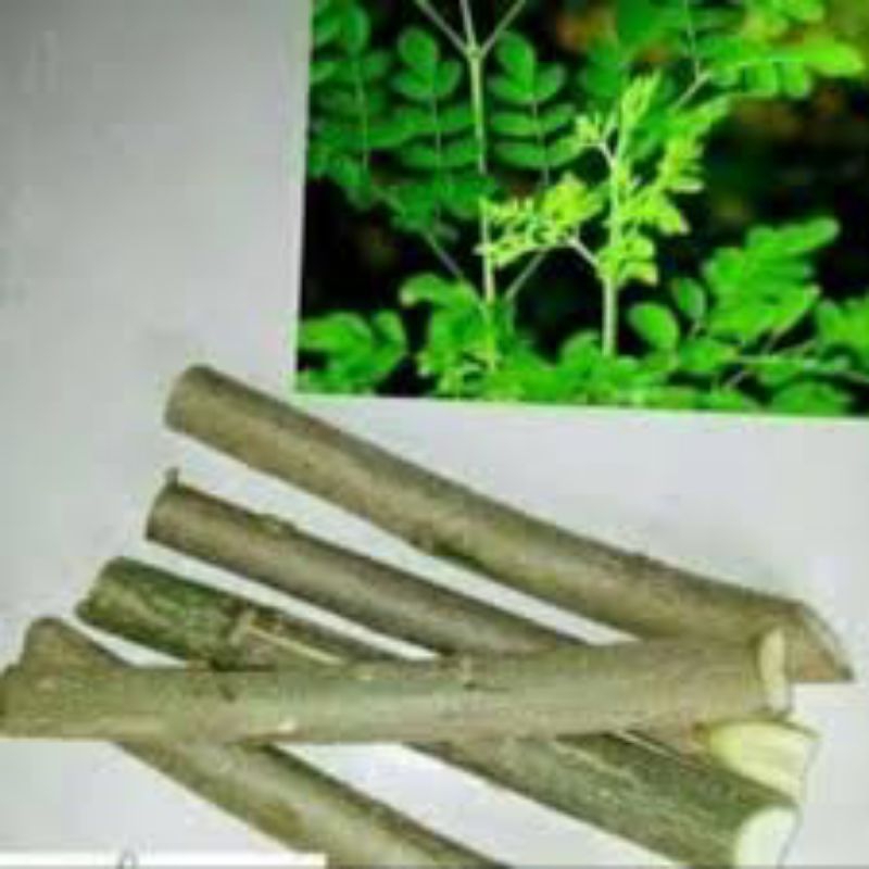 STEK BATANG POHON KELOR / STEK KELOR ISI 20 BATANG / POHON KELOR / BIBIT POHON KELOR / BIBIT KELOR