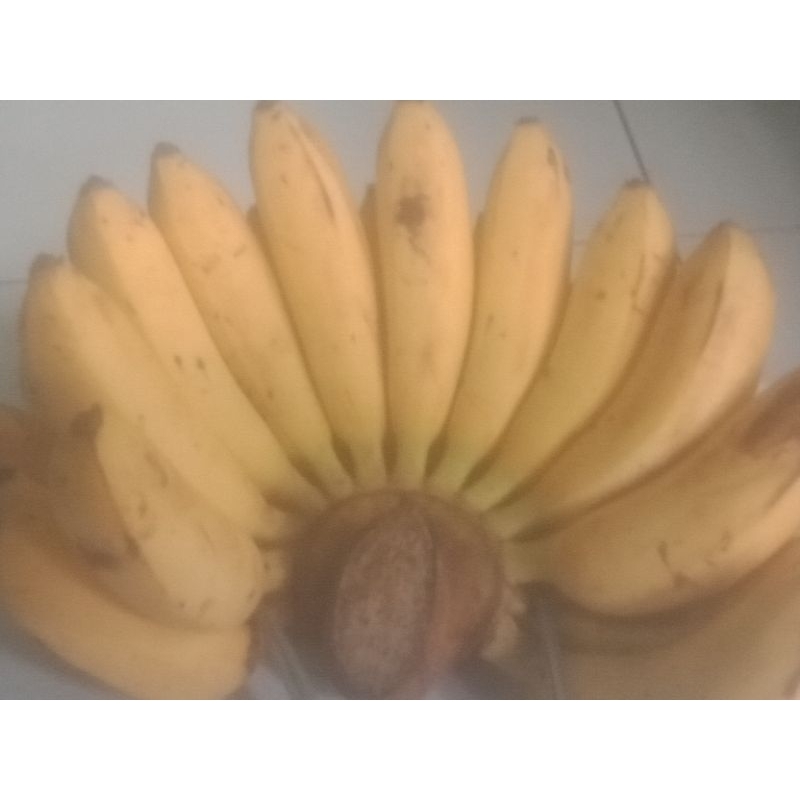 

PISANG EMAS