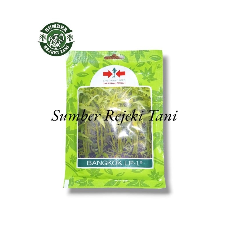 benih kangkung bangkok