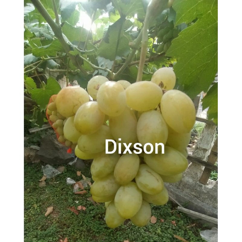 

bibit buah anggur dixon jenis varian genjah dan beri jumbo