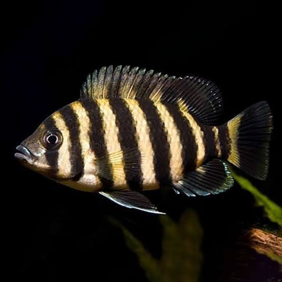 Zebra Tilapia/Ninety Nine/99 Cichlid - Ikan Hias Aquarium KHUSUS GOJEK MEDAN