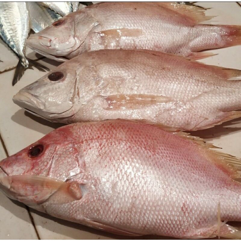 

ikan kakap merah / ikan kakap putih