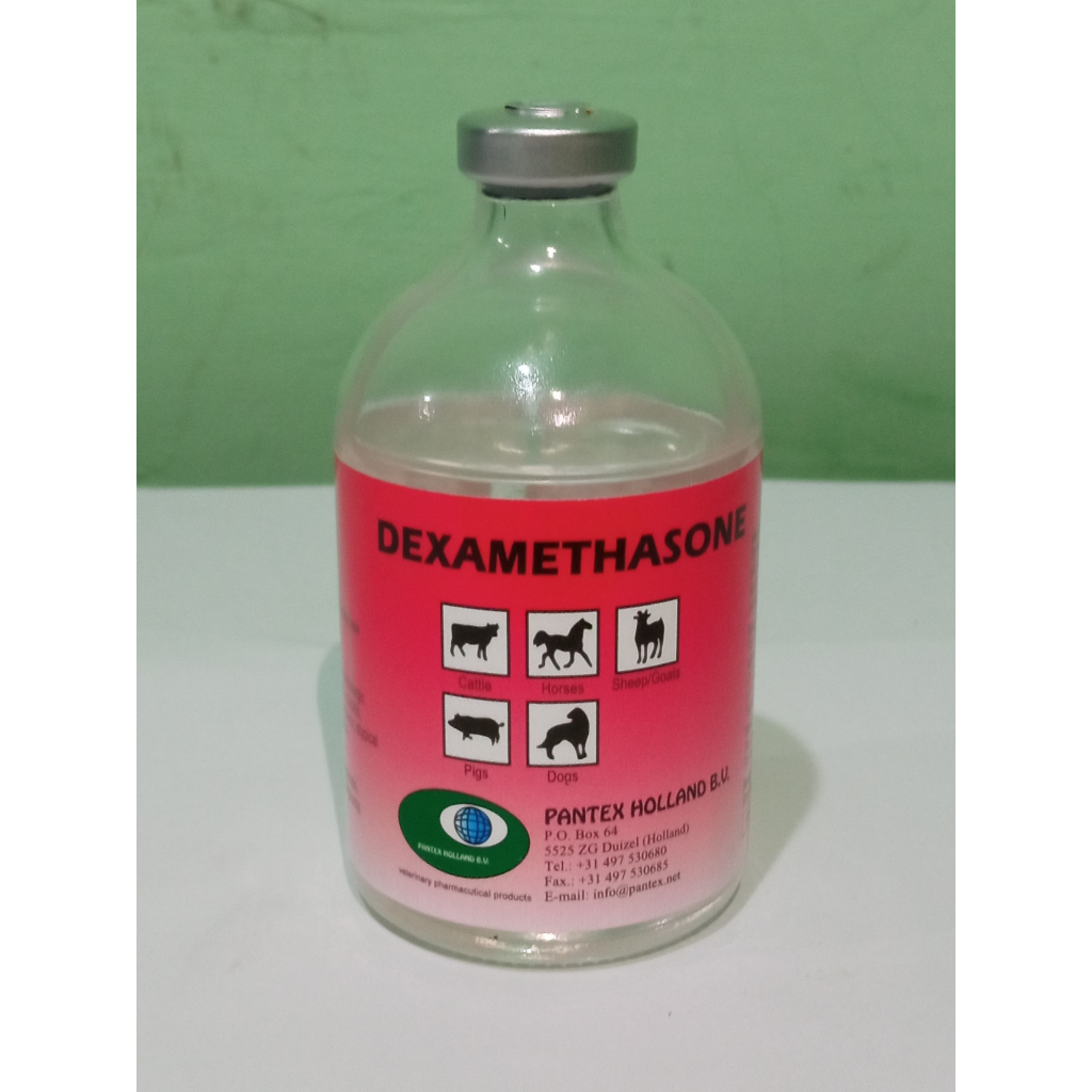 DEXAMETHASONE 100 ML PANTEX HOLLAND - DEXAMETHASON PANTEX ANTI RADANG UNTUK SAPI