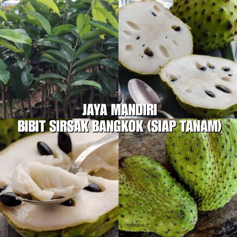 BIBIT SIRSAK MADU SUPER (MANIS) JUMBO