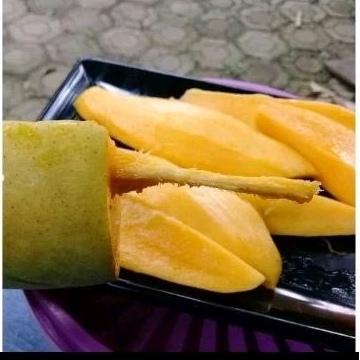 bibit/pohon mangga lokmai cepat berbuah