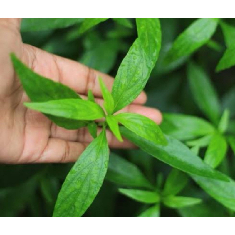 

Daun sambiloto segar petik langsung 100 lembar-az