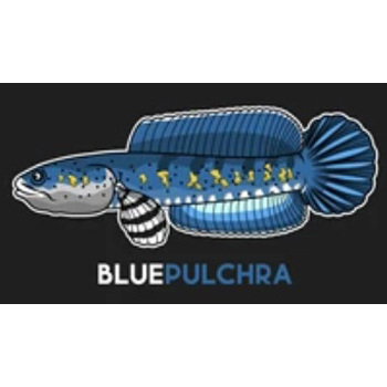 Sticker Channa Blue Pulchra Size 10cm Single Tank
