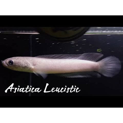 

Sticker Channa Asiatica Leucistic Leukistik 15cm