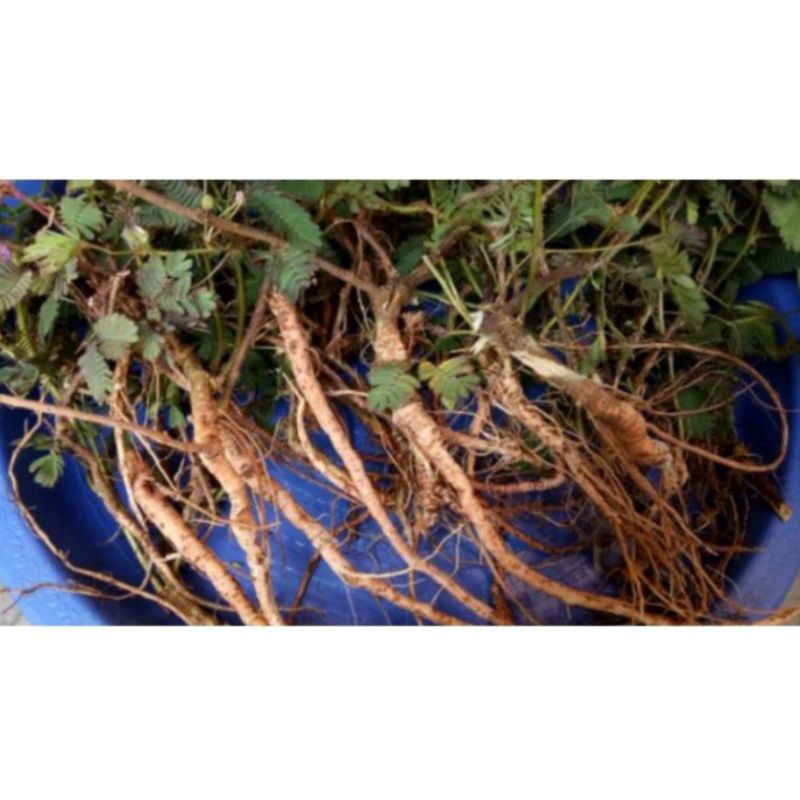 

Akar Putri Malu 100gram segar