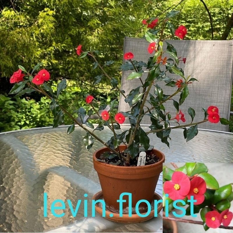 Euphorbia geroldii / euphorbia merah tanpa duri / bibit tanaman hias bunga