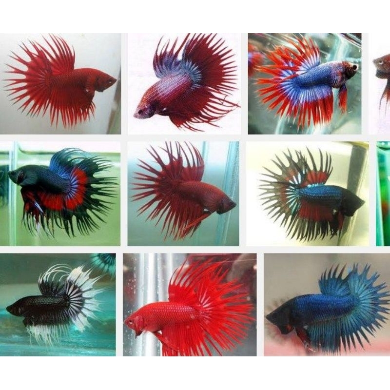 pakan + ikan cupang serit (CT)