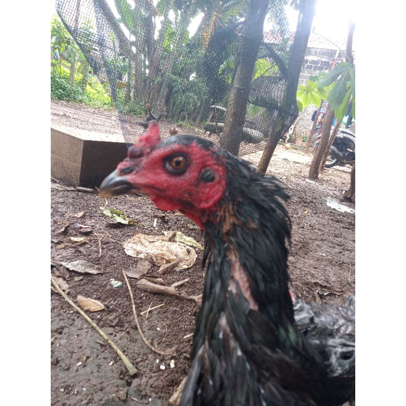 betina ayam ganoi vietnam 17york