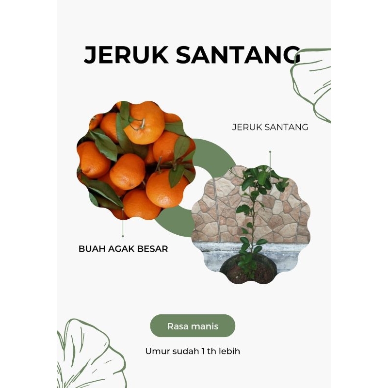 

Jeruk Santang Madu