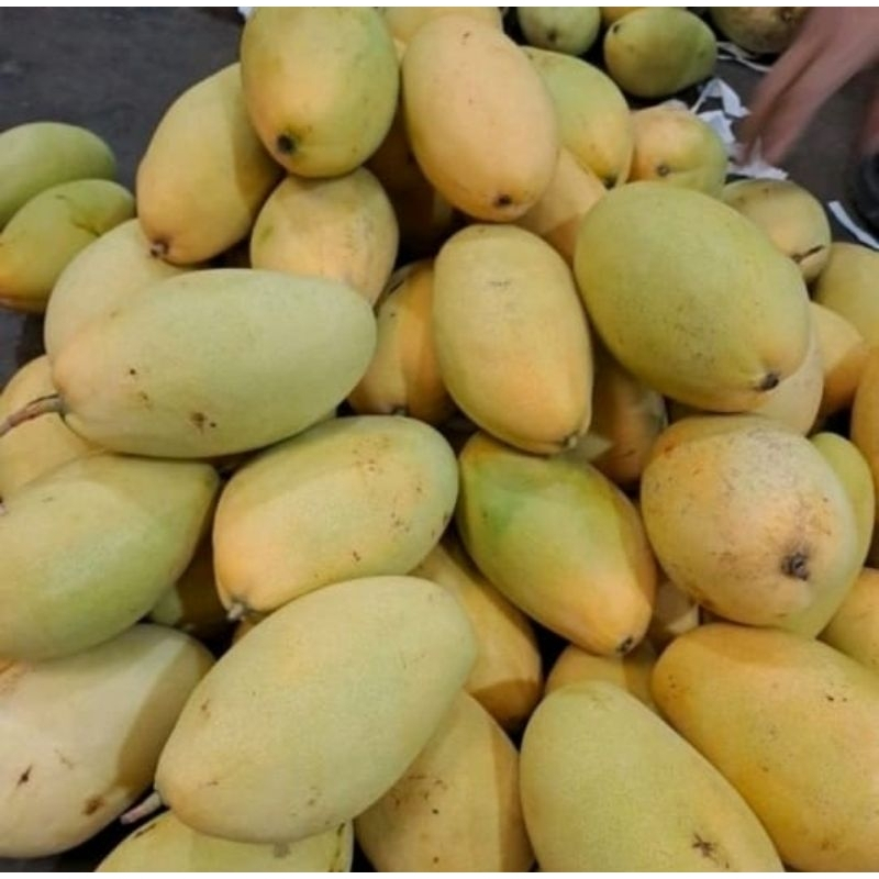 

INSTAN Mangga Thailand 1 kg FRESH