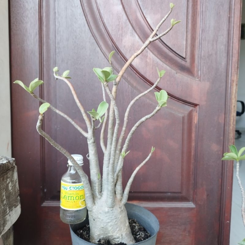 Adenium Arabicum Black RCN