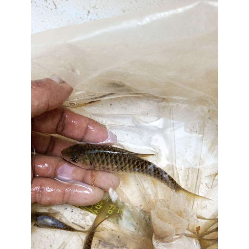 

ikan DEWA/MAHSEER ikan para Raja size 5-7cm