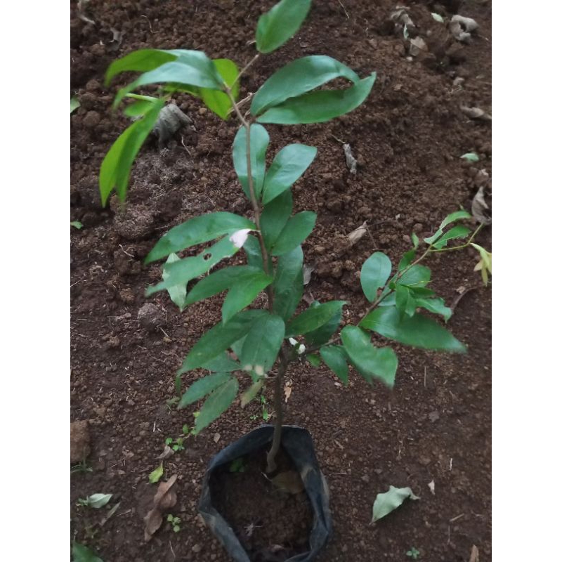 Bibit Buah Namnam  Bibit Tanaman langka  Bibit Tanaman langka murah 