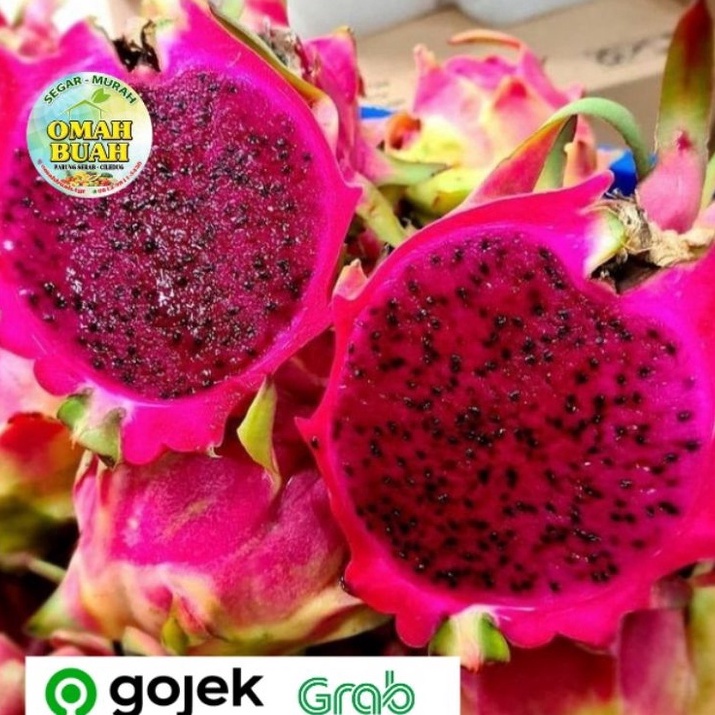 

Penawaran Terbaik Buah Naga Merah Manis 5 gram1 kg