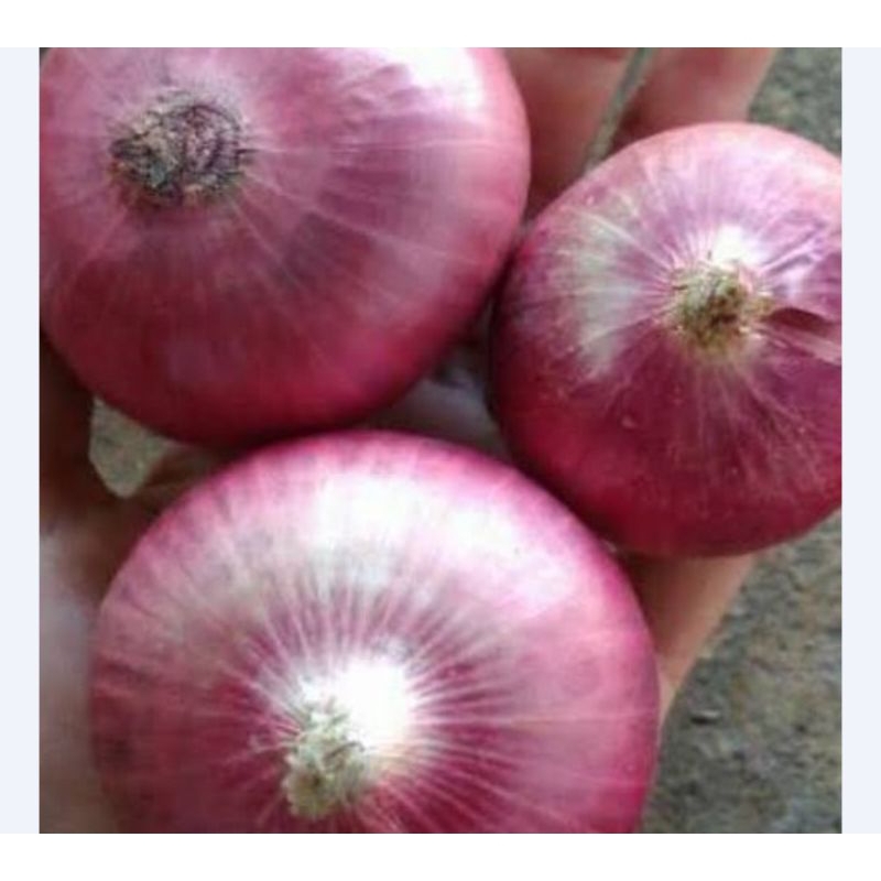 

BAWANG PEKING(BAWANG MERAH BESAR)