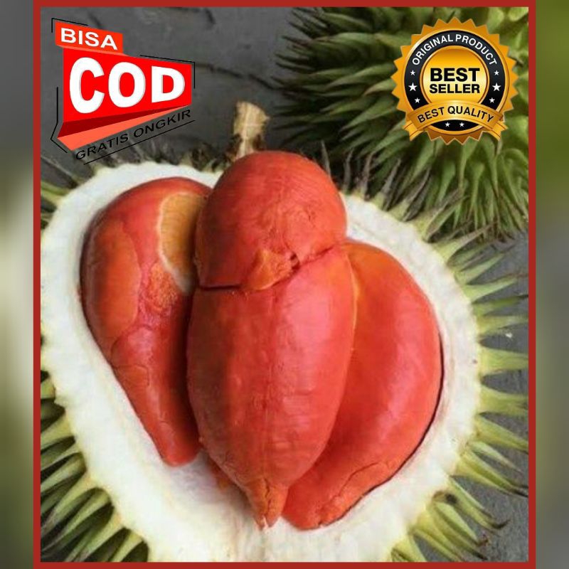 Bibit Durian Merah