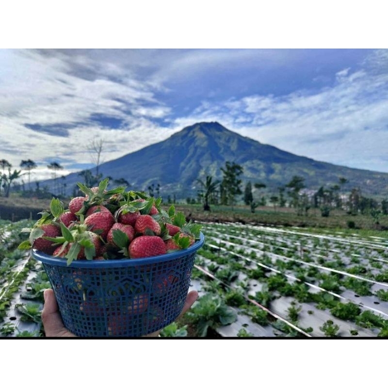 

buah strawberry fress