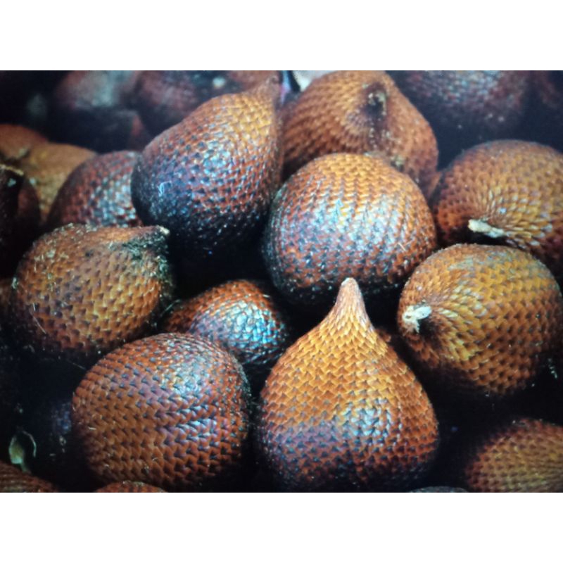 

Salak Pondoh 1 Kg, Snake Fruit (Sallaca edulis Reinw cv Pondoh)