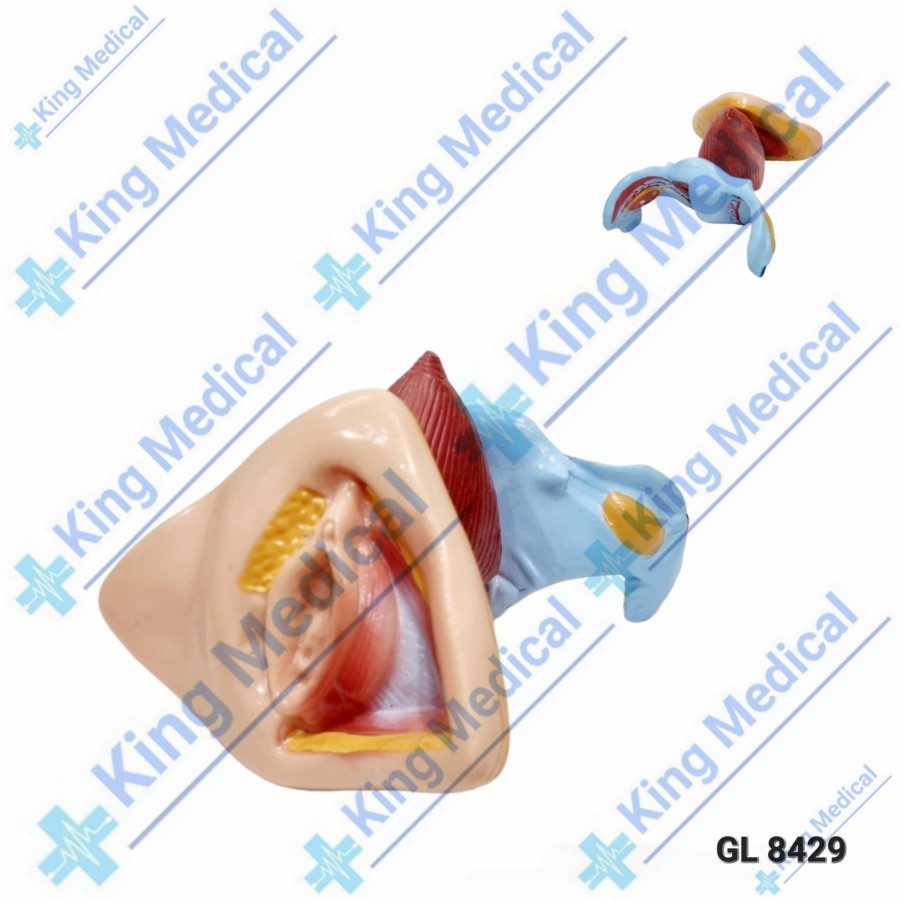 Alat Peraga/Model Organ Internal dan Eksternal Kelamin Wanita GL 8429