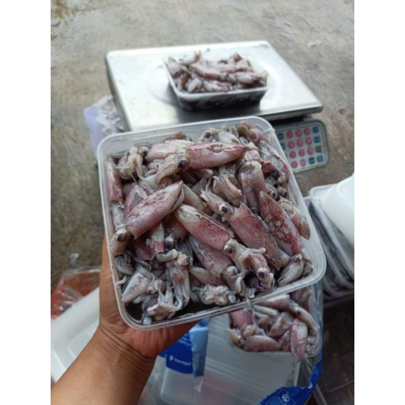 

Baby cumi 500 gram