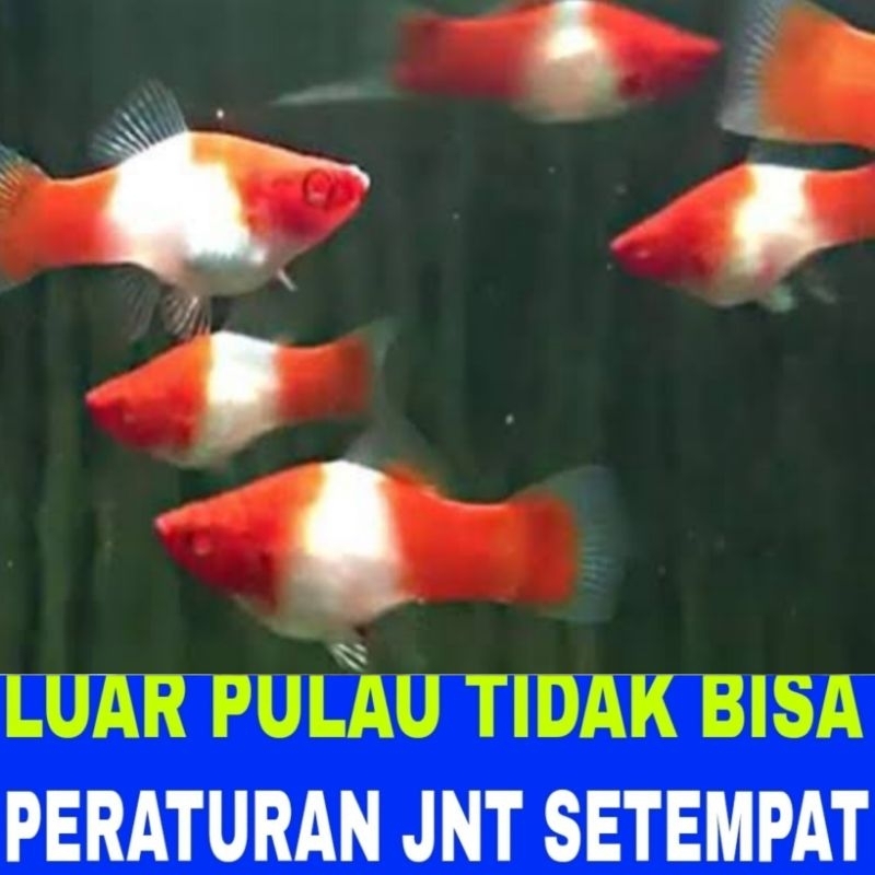ikan hias platy sanke isi 15 bergaransi