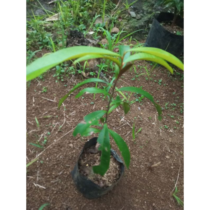 Bibit Tanaman kayu Hitam eboni