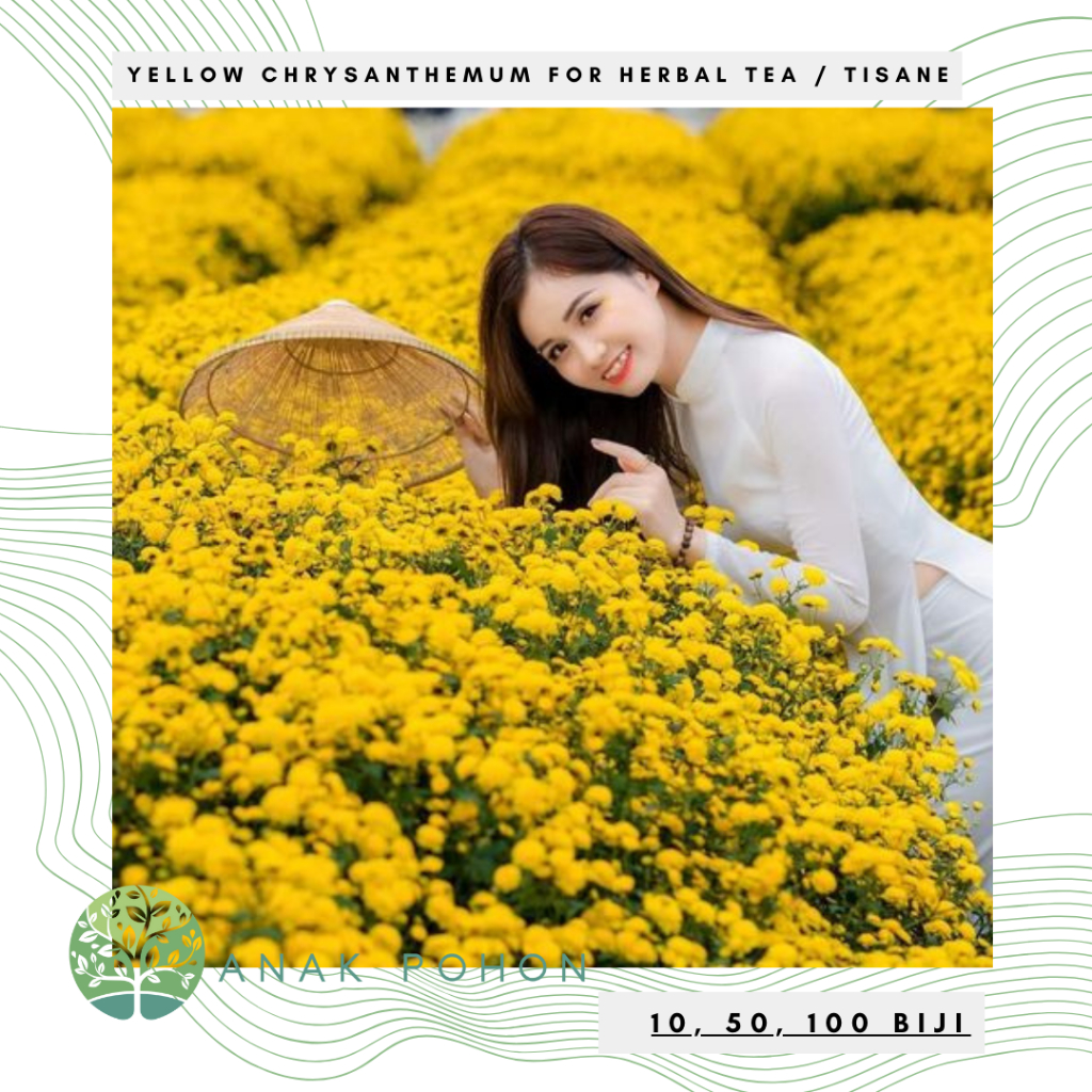 Benih Bibit Biji - Bunga Yellow Chrysanthemum Flower Chinese Herbal Tea Tisane Teh Bunga Krisan Seed