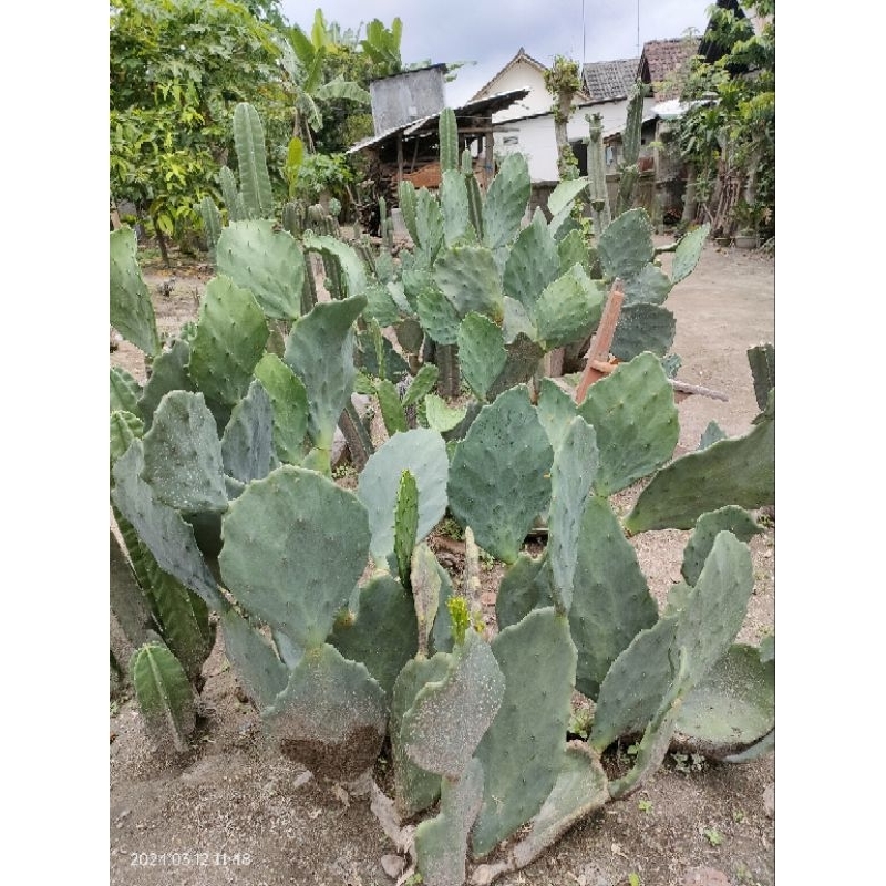 kaktus opuntia gomei besar