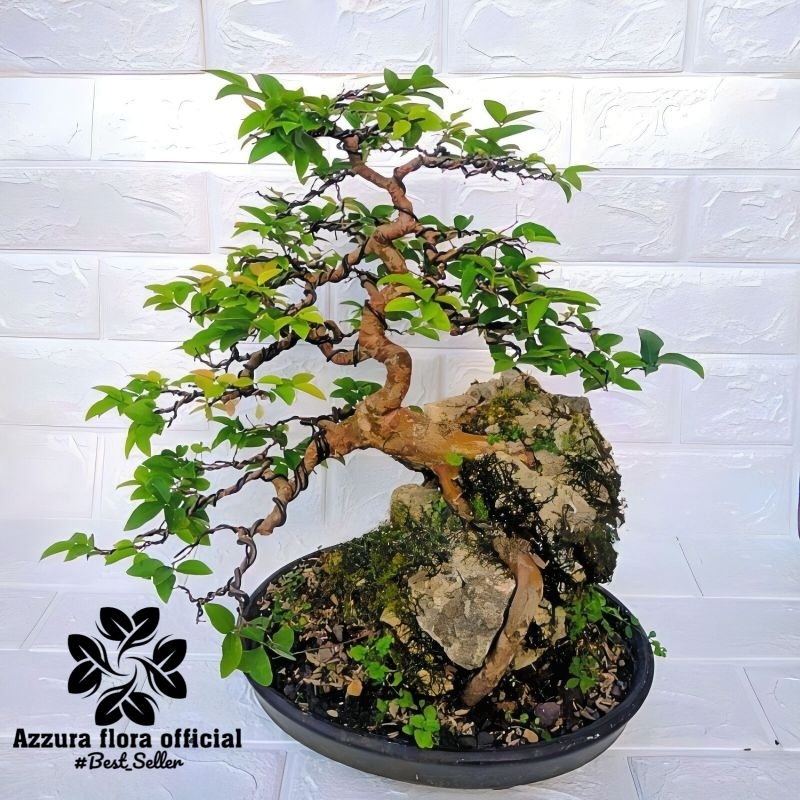 PROMO Tanaman bahan bonsai anggur brazil / pohon anggur brazil untuk bonsai