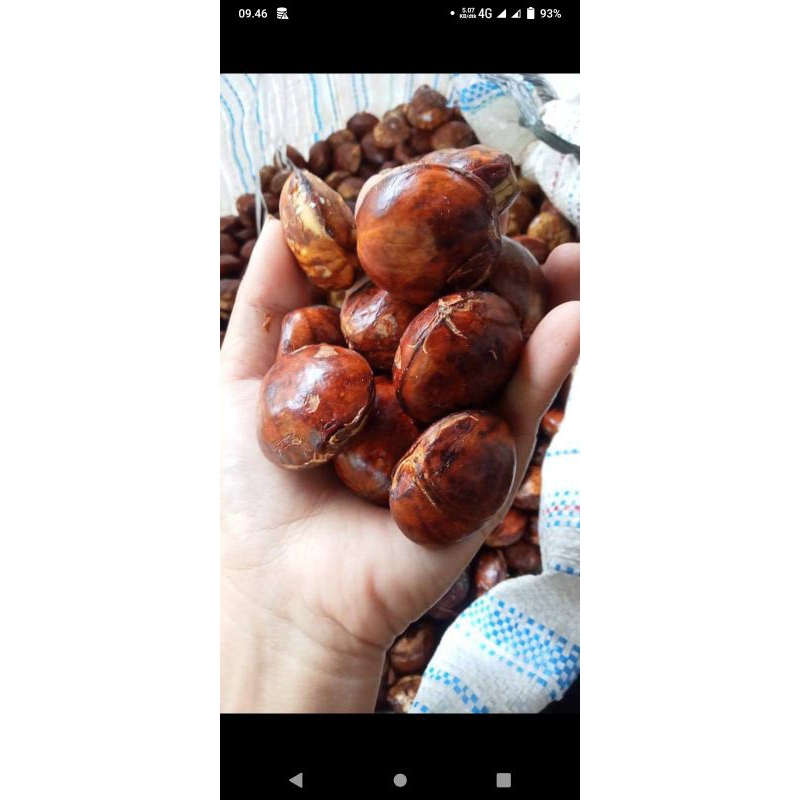 

jengkol tua