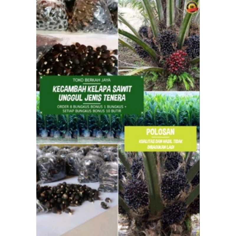 kecambah sawit tenera super  isi 250 biji