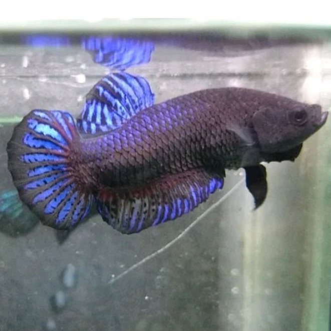 Cupang Aduan Fighter New Sakai Original Rawatan Siap Tempur