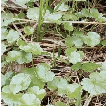 

daun semanggi daun pegagan kecil per 500gram